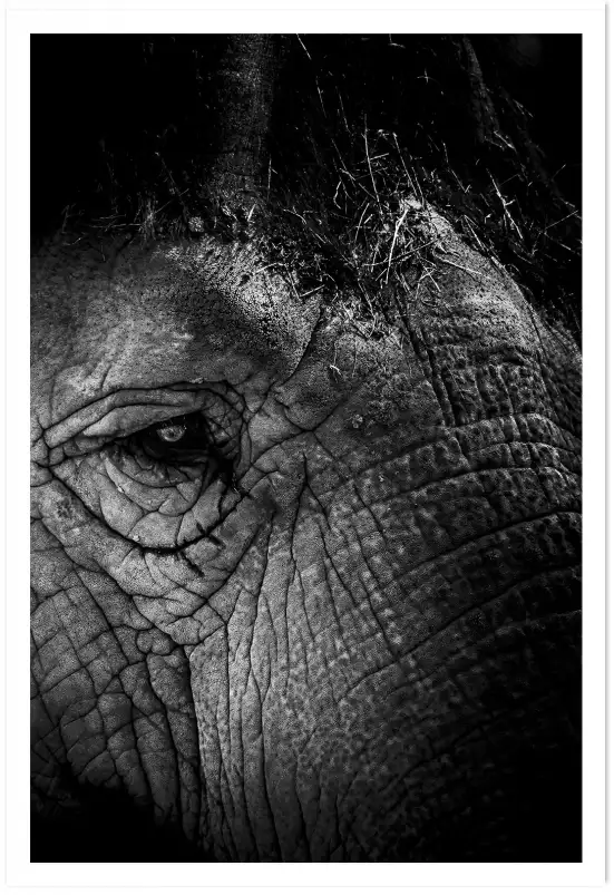 Close Up - tableau eléphant
