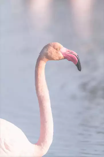 Pastel pink flamingo - photo oiseaux