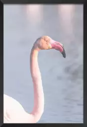 Pastel pink flamingo - photo oiseaux