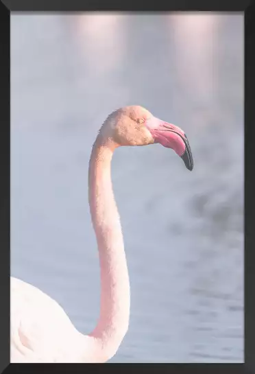 Pastel pink flamingo - photo oiseaux