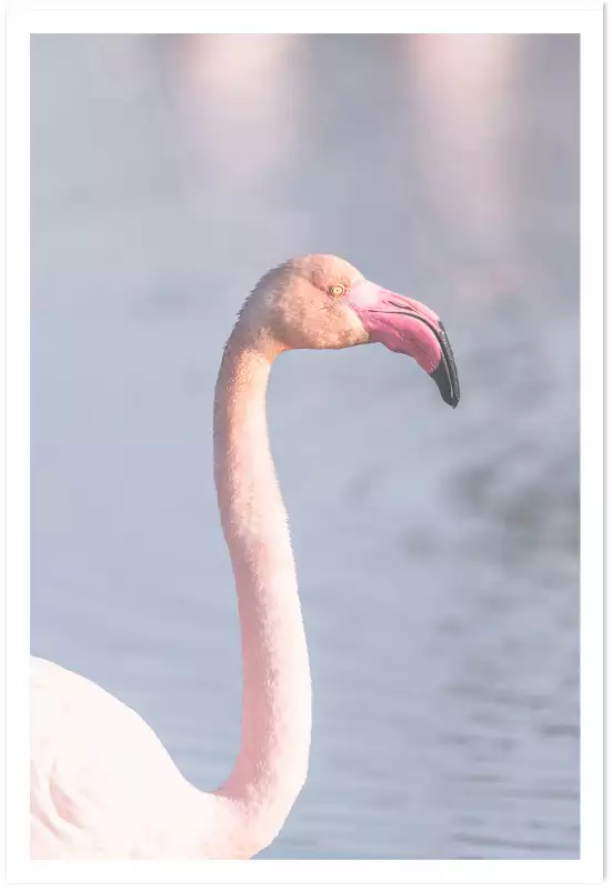 Pastel pink flamingo - photo oiseaux
