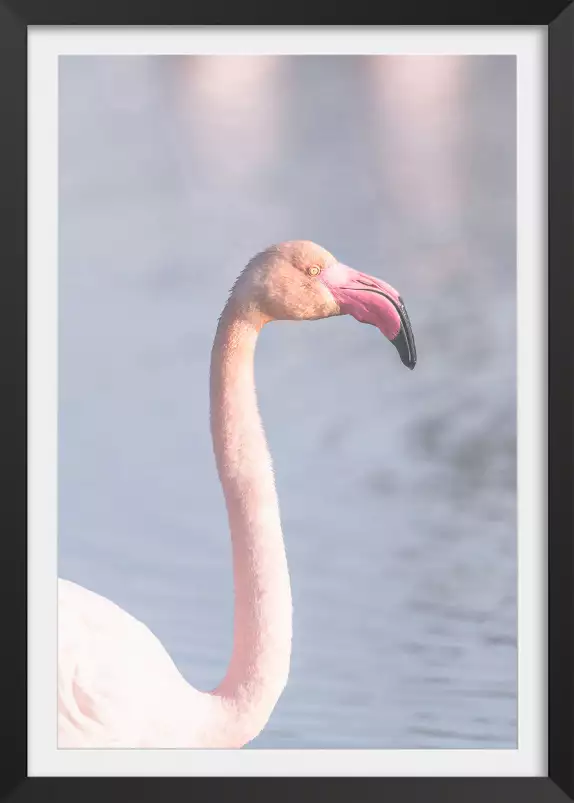 Pastel pink flamingo - photo oiseaux