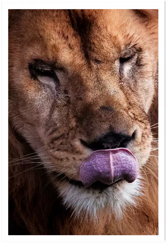 Delice de lion - photo lionne