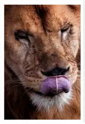 Delice de lion - photo lionne