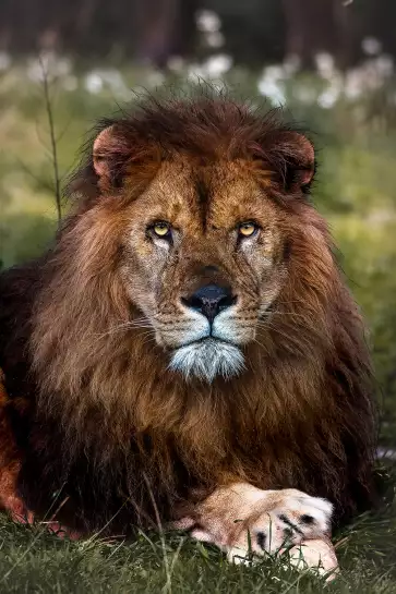 Pattes de Lion - photo lion