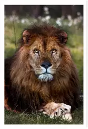 Pattes de Lion - photo lion