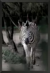 Zèbre en balade - portrait animaux