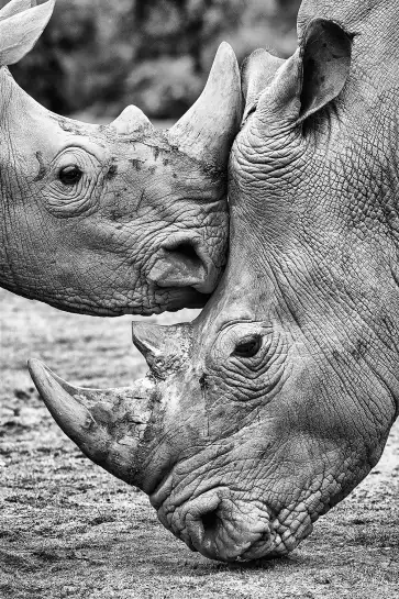 Bisou de rhino - photo noir et blanc animaux