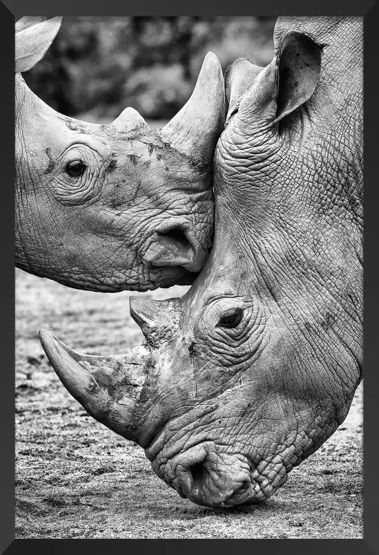 Bisou de rhino - photo noir et blanc animaux