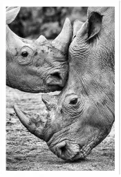Bisou de rhino - photo noir et blanc animaux