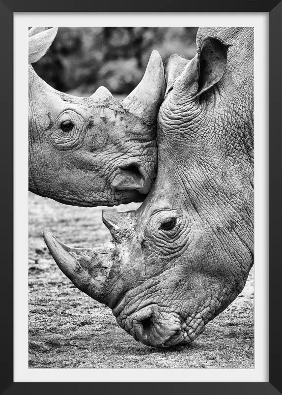 Bisou de rhino - photo noir et blanc animaux