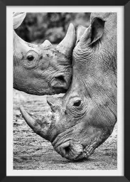 Bisou de rhino - photo noir et blanc animaux