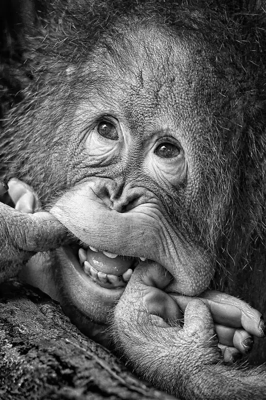 Grimace de chimpanzé - photo noir et blanc animaux