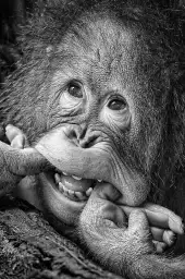 Grimace de chimpanzé - photo noir et blanc animaux