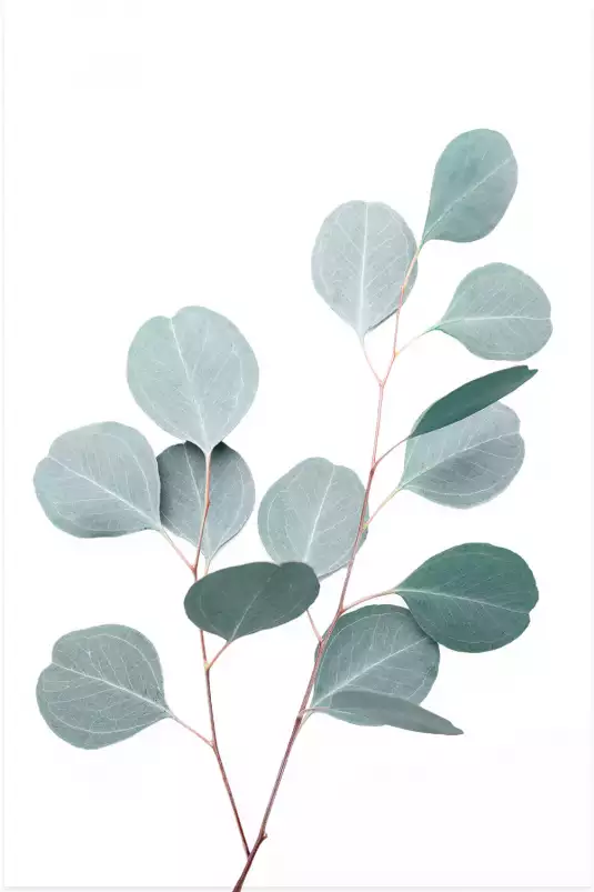 Eucalyptus argenté - tableau plante