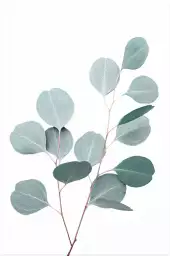 Eucalyptus argenté - tableau plante