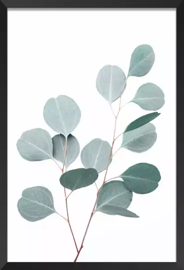 Eucalyptus argenté - tableau plante