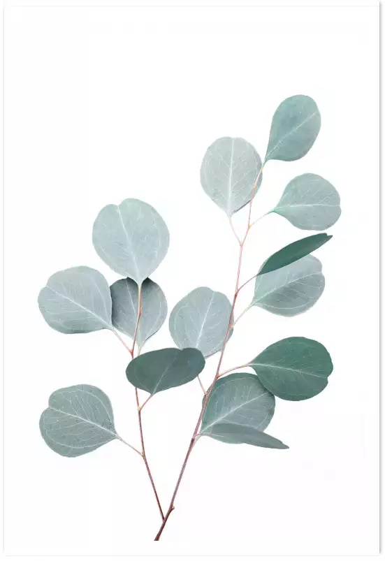 Eucalyptus argenté - tableau plante