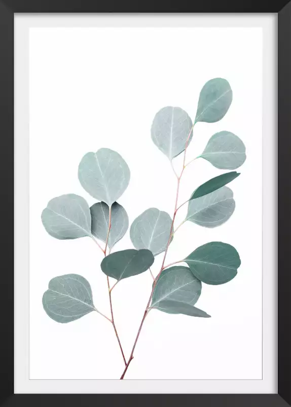 Eucalyptus argenté - tableau plante