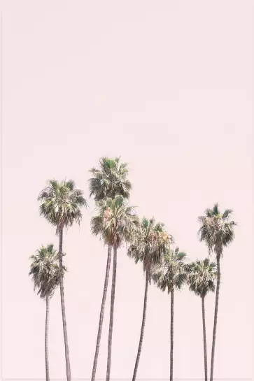 Palm springs- affiche palmier