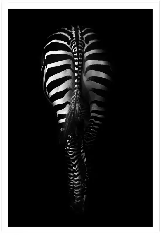 Tresse zébrée - photo noir et blanc animaux