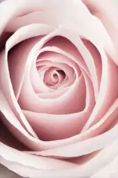 Coeur de roses - affiche romantique