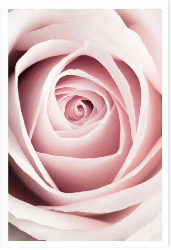 Coeur de roses - affiche romantique
