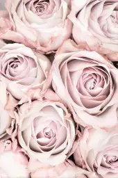Rosa alba - affiche romantique