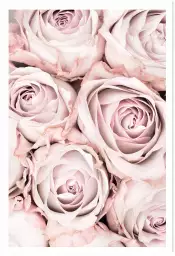 Rosa alba - affiche romantique