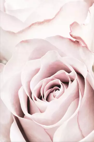 Rosa romantica - affiche romantique
