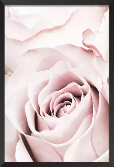 Rosa romantica - affiche romantique