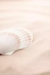Coquillage - tableau mer
