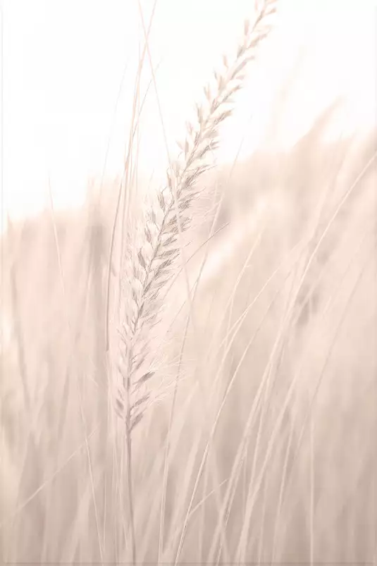 Blé poudré - affiche plantes