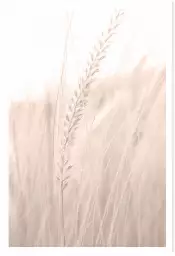 Blé poudré - affiche plantes