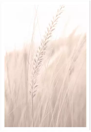 Blé poudré - affiche plantes