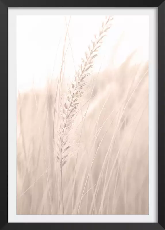 Blé poudré - affiche plantes