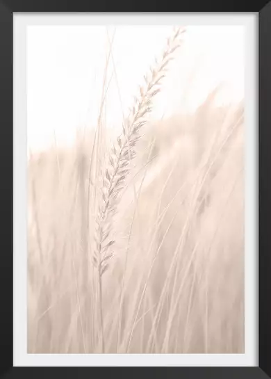 Blé poudré - affiche plantes