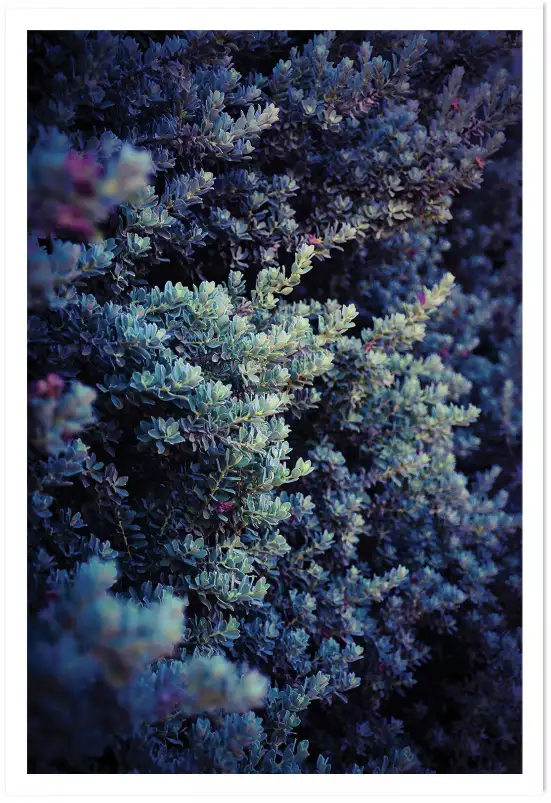 Grasse collector - poster plantes