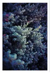 Grasse collector - poster plantes
