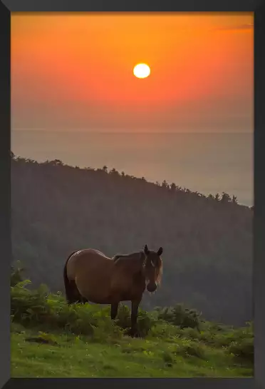 Pottok sur Jaizkibel - poster sud ouest