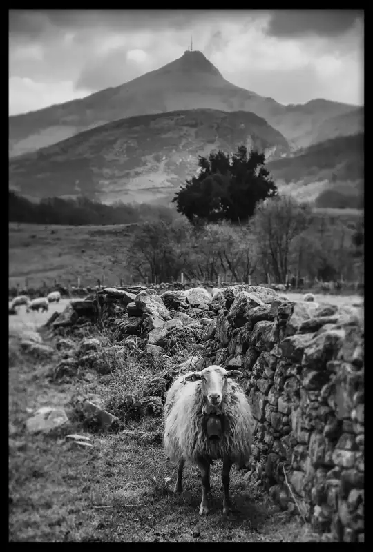 Tableau déco mural photo noir et blanc de moutons dans la campagne