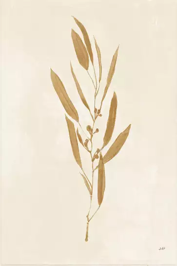 Recolte d'or mina - silhouette plante