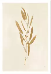 Recolte d'or mina - silhouette plante