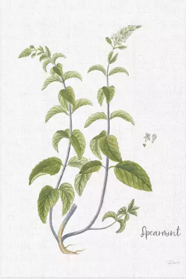 Menthe verte illustrée - silhouette plante