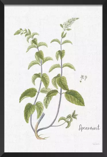 Menthe verte illustrée - silhouette plante