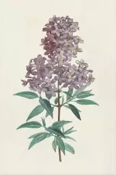 Gravure de lilas vintage - tableau fleur