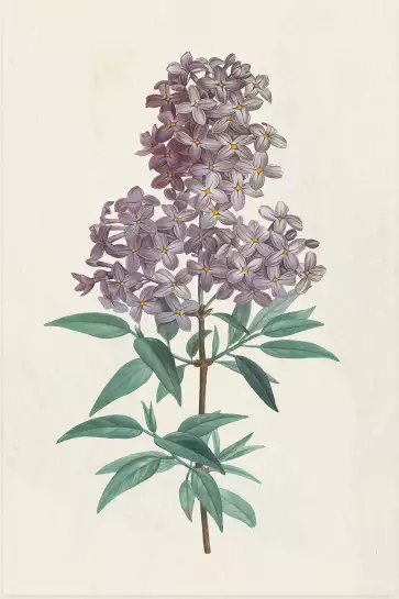 Gravure de lilas vintage - tableau fleur