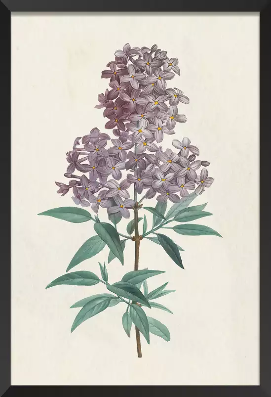 Gravure de lilas vintage - tableau fleur