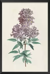 Gravure de lilas vintage - tableau fleur