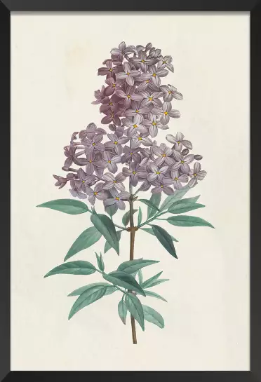 Gravure de lilas vintage - tableau fleur